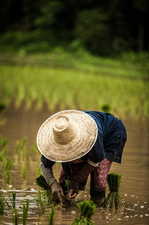 Farmer working in rice field with traditional hat