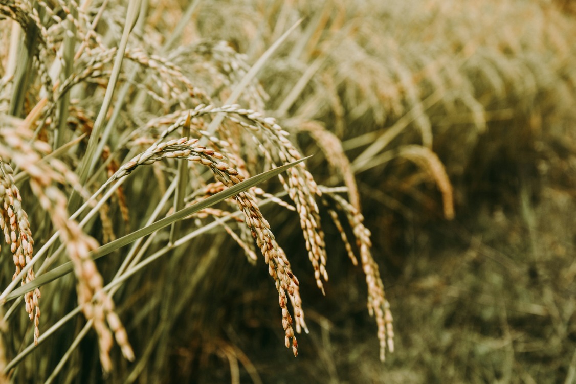 Close-up of golden rice grains ready for harvest